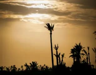 sunset-camel-ride-palmeraie