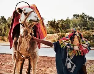palm-grove-camel-ride-marrakech