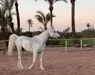 calm-horses-palmeraie-marrakech