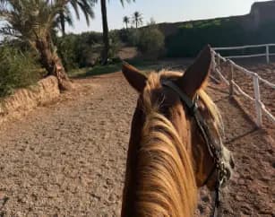 morning-horseback-ride-palmeraie