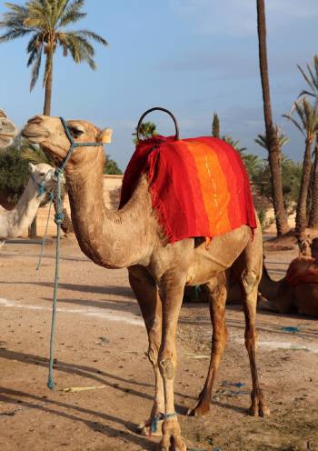 camel riding marrakech